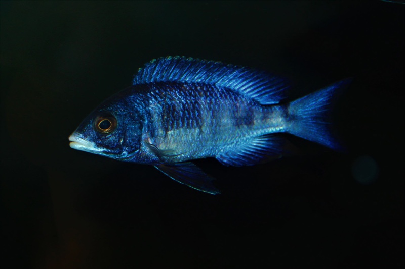 Placidochromis phenochilus 'Mdoka Reef'